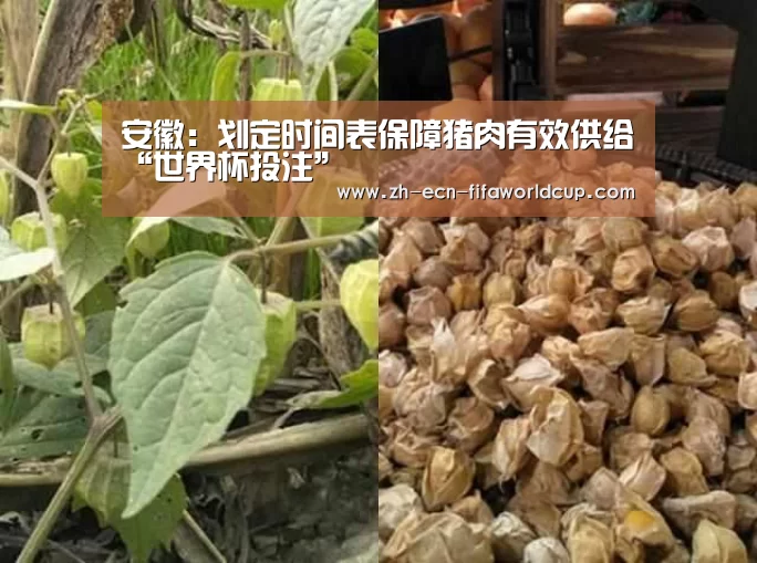 世界杯投注