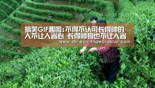搞笑GIF趣图:不得不认可长得帅的人不让人省心 长得帅狗也不让人省心!【世界杯投注】(图6) 世界杯投注