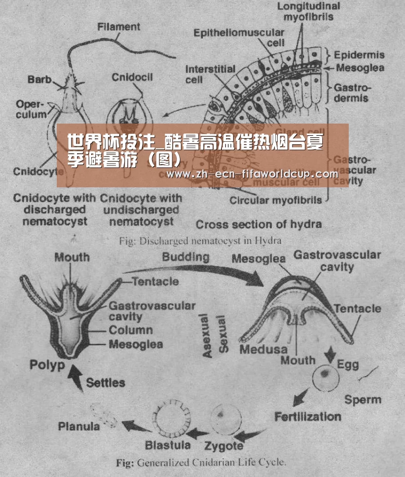 世界杯投注