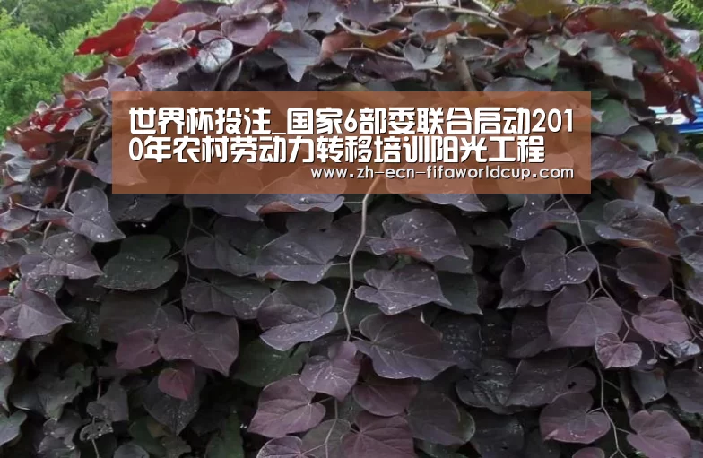 世界杯投注_国家6部委联合启动2010年农村劳动力转移培训阳光工程(图1) 世界杯投注